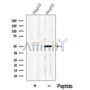 Western blot analysis of extracts from HepG2 cells, using PDE7B Antibody. The lane on the left was treated with blocking peptide.