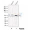 Western blot analysis of extracts from HepG2 cells, using PDE7B Antibody. The lane on the left was treated with blocking peptide.