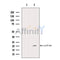 Western blot analysis of extracts from HEK-293 cells, using PHD3 Antibody. The lane on the left was treated with blocking peptide.