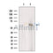 Western blot analysis of extracts from HEK-293 cells, using POPDC3 Antibody. The lane on the left was treated with blocking peptide.