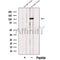 Western blot analysis of extracts from Mouse liver tissue?, using PPARGC1B Antibody. The lane on the left was treated with blocking peptide.