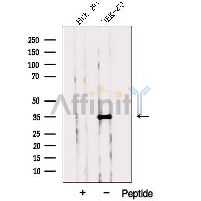 Western blot analysis of extracts from HEK-293 cells, using PPP1CC Antibody. The lane on the left was treated with blocking peptide.