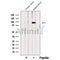Western blot analysis of extracts from Mouse brain tissue, using PTPRS Antibody. The lane on the left was treated with blocking peptide.