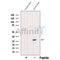Western blot analysis of extracts from Rat  brain, using RAB3C Antibody. The lane on the left was treated with blocking peptide.