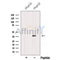 RPH3AL Antibody