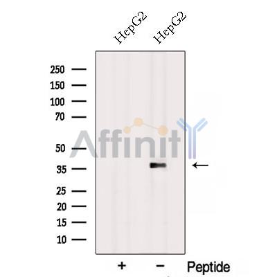 RPH3AL Antibody