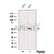 Western blot analysis of extracts from various samples, using SAMM50 Antibody.
 Lane 1: Rat  kidney, treated with blocking peptide;
 Lane 2: Rat  kidney;
 Lane 3: HepG2;
 Lane 4: Mouse  lung.