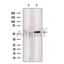 Western blot analysis of extracts from K-562 cells, using SAMSN1 Antibody. The lane on the left was treated with blocking peptide.