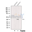 Western blot analysis of extracts from RAW 264.7 cells, using SEC13 Antibody. The lane on the left was treated with blocking peptide.