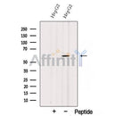 Western blot analysis of extracts from COS-7, using SESN3 Antibody. The lane on the left was treated with blocking peptide.