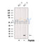 Western blot analysis of extracts from PC-3 cells, using SPCS1 Antibody. The lane on the left was treated with blocking peptide.