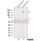 Western blot analysis of extracts from various samples, using TALPID3 Antibody.
 Lane 1: Hela, treated with blocking peptide;
 Lane 2: Hela;
 Lane 3: COS-7.