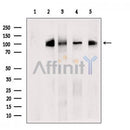 Western blot analysis of extracts from various samples, using XAB2 Antibody.
 Lane 1: 3T3, treated with blocking peptide;
 Lane 2: 3T3;
 Lane 3: Mouse  spleen;
 Lane 4: COS7;
 Lane 5: Colo205.