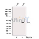 Western blot analysis of extracts from A431 cells, using AMD1 Antibody. The lane on the left was treated with blocking peptide.