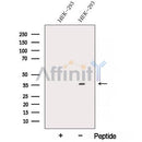 Western blot analysis of extracts from HEK-293 cells, using ARMC10 Antibody. The lane on the left was treated with blocking peptide.