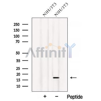 Western blot analysis of extracts from NIH/3T3 cells, using ATP5D Antibody. The lane on the left was treated with blocking peptide.