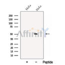 Western blot analysis of extracts from HeLa cells, using C14orf39 Antibody. The lane on the left was treated with blocking peptide.