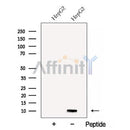 Western blot analysis of extracts from Rat  heart, using C16orf14 Antibody. The lane on the left was treated with blocking peptide.