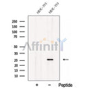 Western blot analysis of extracts from HEK-293 cells, using C7orf30 Antibody. The lane on the left was treated with blocking peptide.