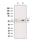 Western blot analysis of extracts from Mouse liver tissue?, using CathepsinF Antibody. The lane on the left was treated with blocking peptide.