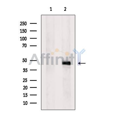 Western blot analysis of extracts from Mouse spleen  tissue, using CD84 Antibody. The lane on the left was treated with blocking peptide.
