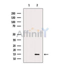 Western blot analysis of extracts from A431 cells, using CHCHD10 Antibody. The lane on the left was treated with blocking peptide.