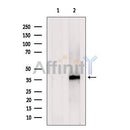 Western blot analysis of extracts from HepG2 cells, using COSMC Antibody. The lane on the left was treated with blocking peptide.