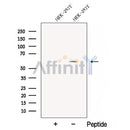 Western blot analysis of extracts from HEK-293T cells, using CPNE1 Antibody. The lane on the left was treated with blocking peptide.