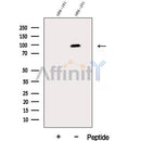 Western blot analysis of extracts from HEK-293 cells, using DHX15 Antibody. The lane on the left was treated with blocking peptide.