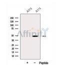 Western blot analysis of extracts from various samples, using DNAJA2 Antibody.
 Lane 1: Hela treated with blocking peptide;
 Lane 2: Hela;
 Lane 3: B16F10.
