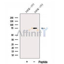 Western blot analysis of extracts from HEK-293 cells, using DNAJC21 Antibody. The lane on the left was treated with blocking peptide.