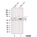 Western blot analysis of extracts from HEK-293 cells, using DNPEP Antibody. The lane on the left was treated with blocking peptide.