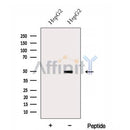 Western blot analysis of extracts from HepG2 cells, using DOC2B Antibody. The lane on the left was treated with blocking peptide.