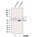 Western blot analysis of extracts from Mouse kidney tissue, using DUSP7/PYST2 Antibody. The lane on the left was treated with blocking peptide.