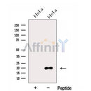 Western blot analysis of extracts from HeLa cells, using EIF1AX Antibody. The lane on the left was treated with blocking peptide.