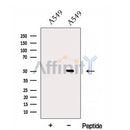 Western blot analysis of extracts from various samples, using EPCR Antibody.
 Lane 1: Rat  heart treated with blocking peptide;
 Lane 2: Rat  heart;
 Lane 3: B16F10.