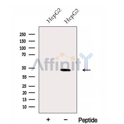 Western blot analysis of extracts from HepG2, using ERGIC2 Antibody. The lane on the left was treated with blocking peptide.
