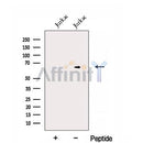 Western blot analysis of extracts from ?Jurkat cells, using EXTL3 Antibody. The lane on the left was treated with blocking peptide.