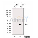 Western blot analysis of extracts from HeLa cells, using FAM92A1 Antibody. The lane on the left was treated with blocking peptide.