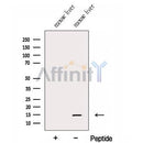 Western blot analysis of extracts from Mouse liver tissue?, using FAU Antibody. The lane on the left was treated with blocking peptide.