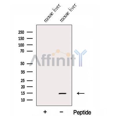 Western blot analysis of extracts from Mouse liver tissue?, using FAU Antibody. The lane on the left was treated with blocking peptide.