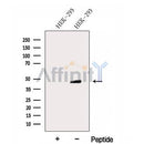 Western blot analysis of extracts from HEK-293 cells, using FBXW2 Antibody. The lane on the left was treated with blocking peptide.