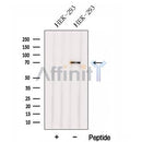 Western blot analysis of extracts from HEK-293 cells, using FERMT1 Antibody. The lane on the left was treated with blocking peptide.