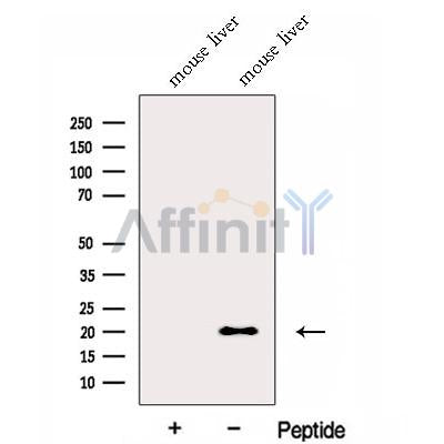 Western blot analysis of extracts from Mouse liver tissue?, using FNDC5 Antibody. The lane on the left was treated with blocking peptide.