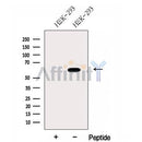 Western blot analysis of extracts from HEK-293 cells, using FUT8 Antibody. The lane on the left was treated with blocking peptide.