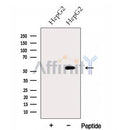 Western blot analysis of extracts from HepG2 cells, using FZR1 Antibody. The lane on the left was treated with blocking peptide.