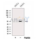 Western blot analysis of extracts from HeLa cells, using GAS7 Antibody. The lane on the left was treated with blocking peptide.