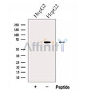 Western blot analysis of extracts from HepG2 cells, using GPAA1 Antibody. The lane on the left was treated with blocking peptide.