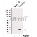 Western blot analysis of extracts from Human liver tissue, using HRSP12 Antibody. The lane on the left was treated with blocking peptide.
