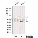 Western blot analysis of extracts from A549 cells, using ITM2A Antibody. The lane on the left was treated with blocking peptide.